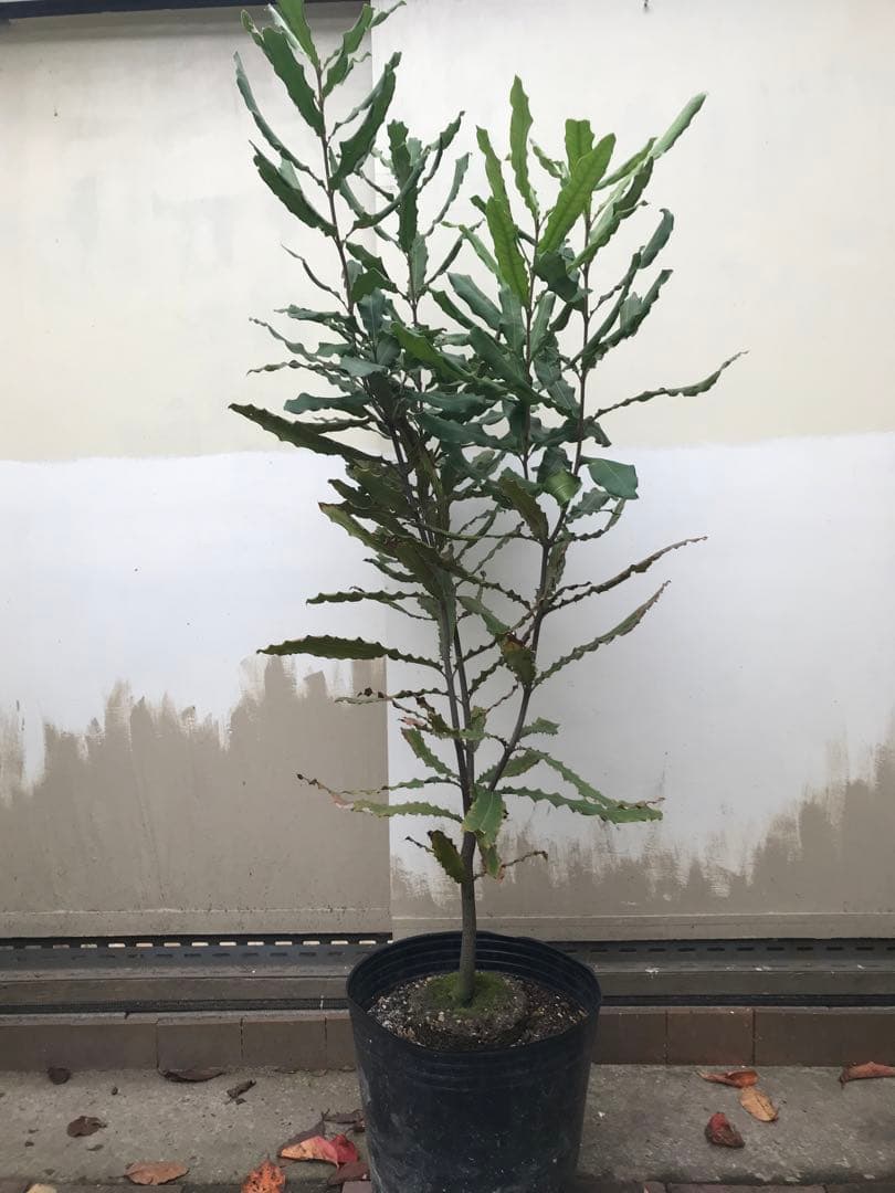 マカダミアナッツ　クーパー　実生苗