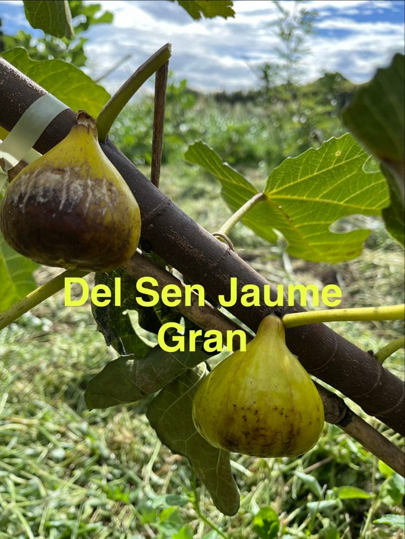 イチジク穂木色々