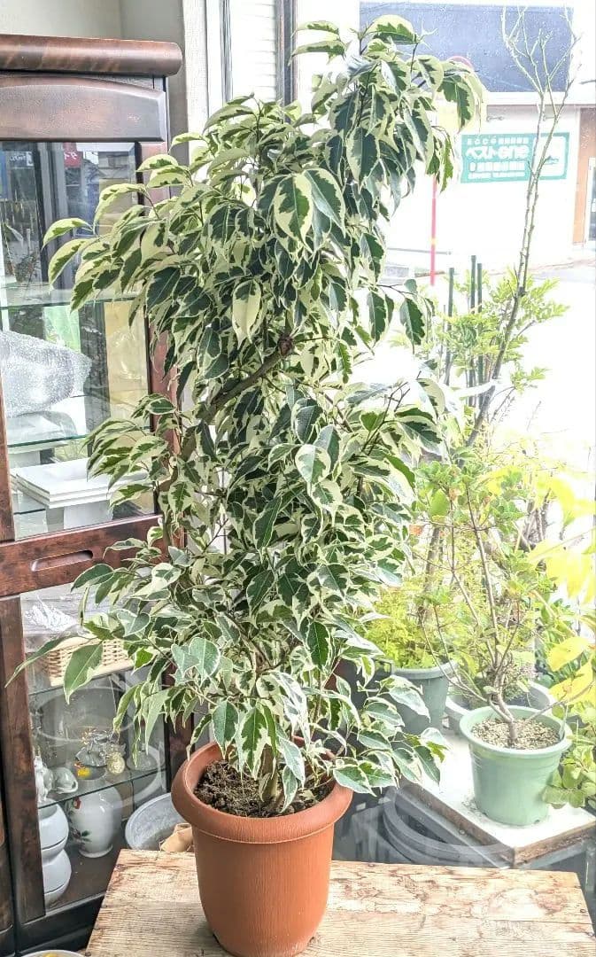 ❀Mints プロフ見て下さい¨̮♡︎様❀ フィカスベンジャミンスターライト