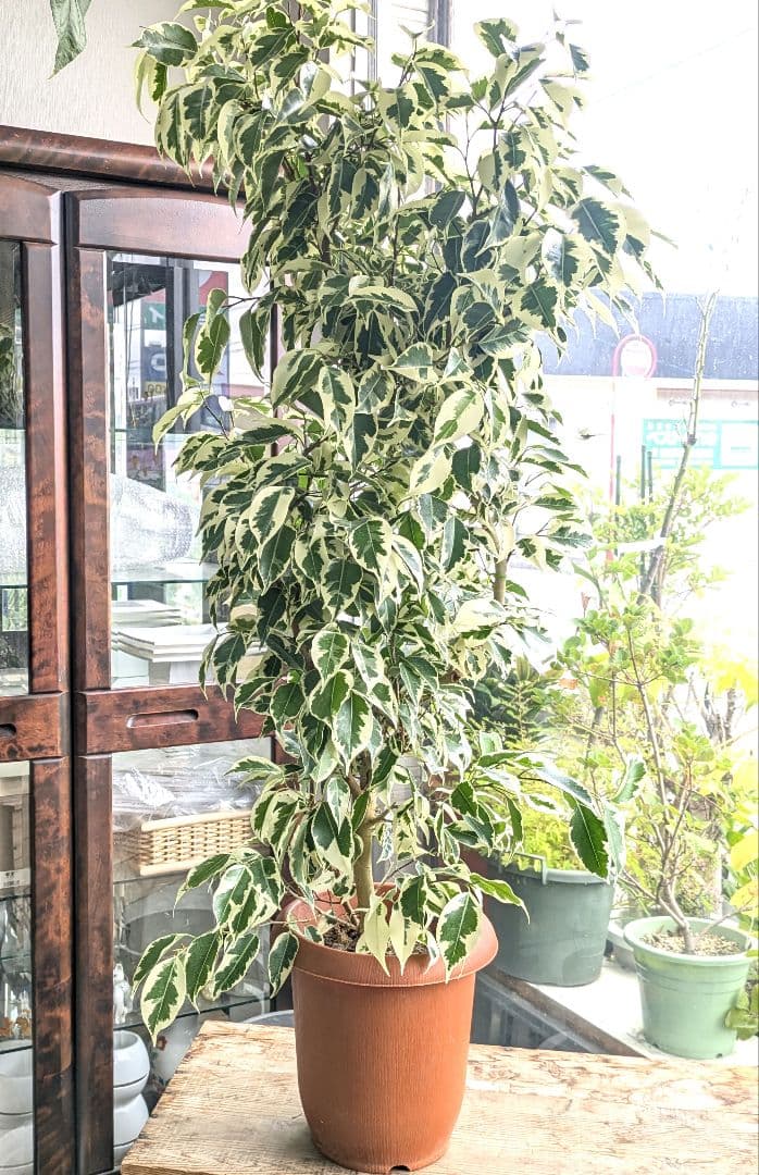 ❀Mints プロフ見て下さい¨̮♡︎様❀ フィカスベンジャミンスターライト