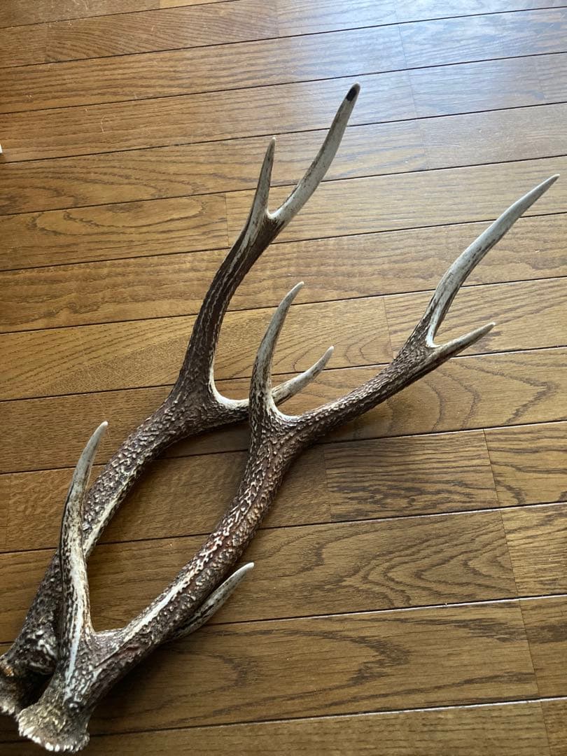 鹿の角　ハンドメイド素材　鹿のインテリア　鹿角特大サイズ　薬剤不使用