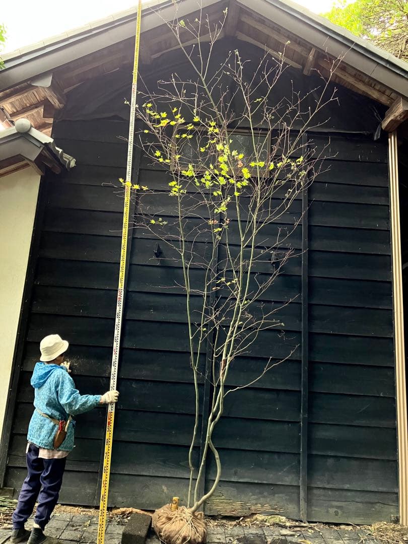 山採り　コハウチワカエデ 特大