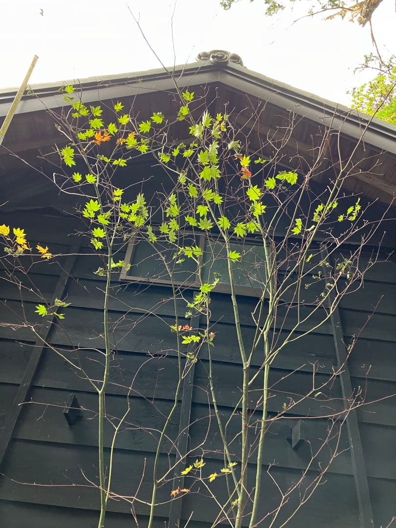 山採り　コハウチワカエデ 特大