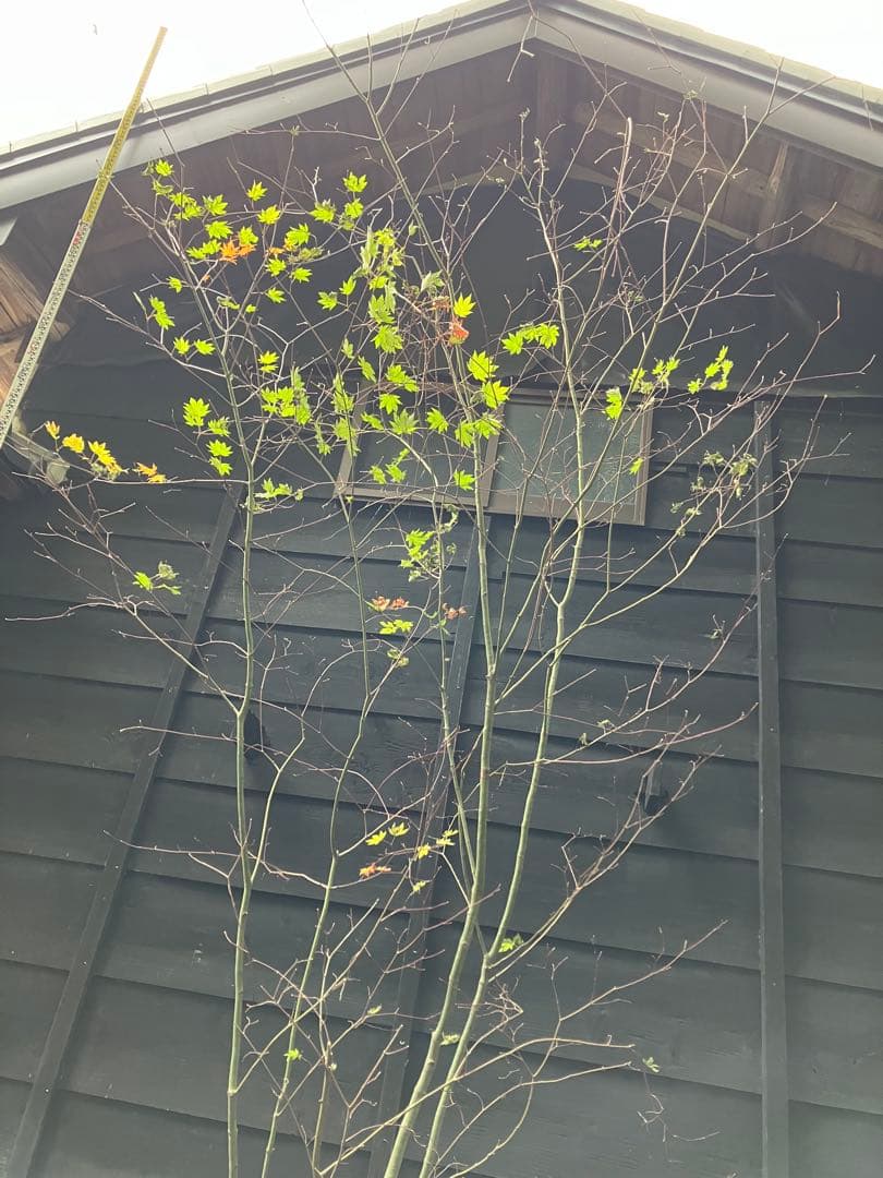 山採り　コハウチワカエデ 特大