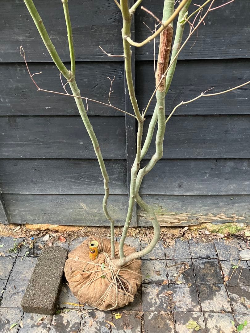 山採り　コハウチワカエデ 特大