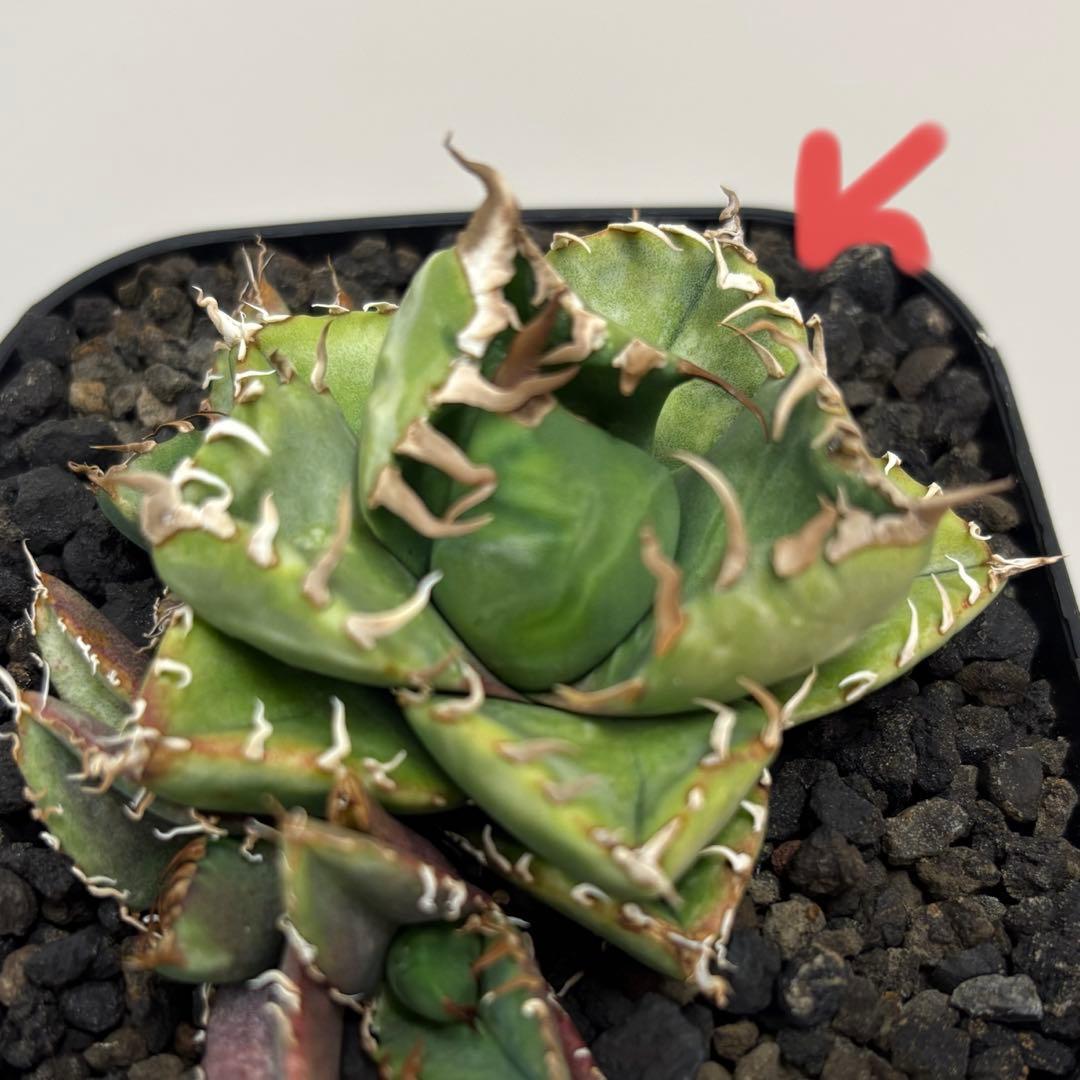 アガベ チタノタ 魔丸 特選子株 中株サイズ