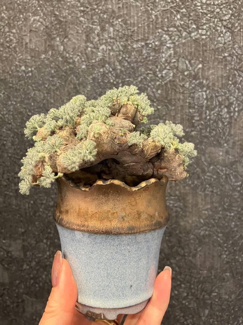 モンソニア　ムルチフィダ　ムルチフィズム　現地株　盆栽風