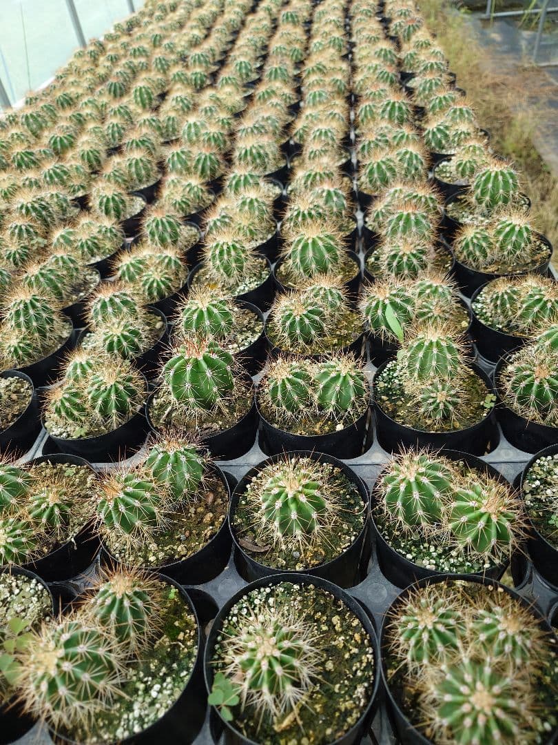 スクレント様弁慶柱30金鯱10