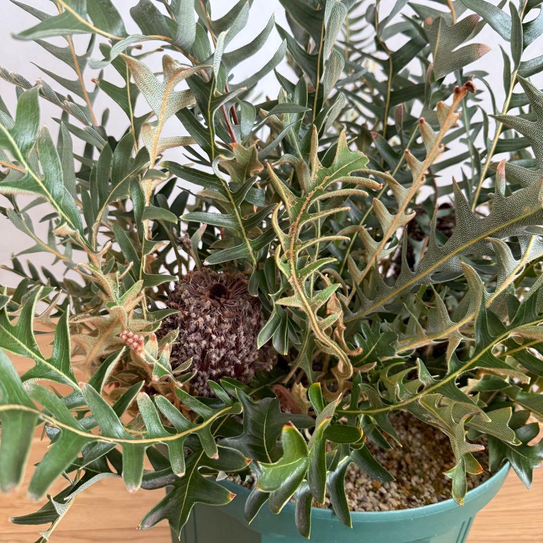 大型 バンクシア ブレクニフォリア 実生苗 10号