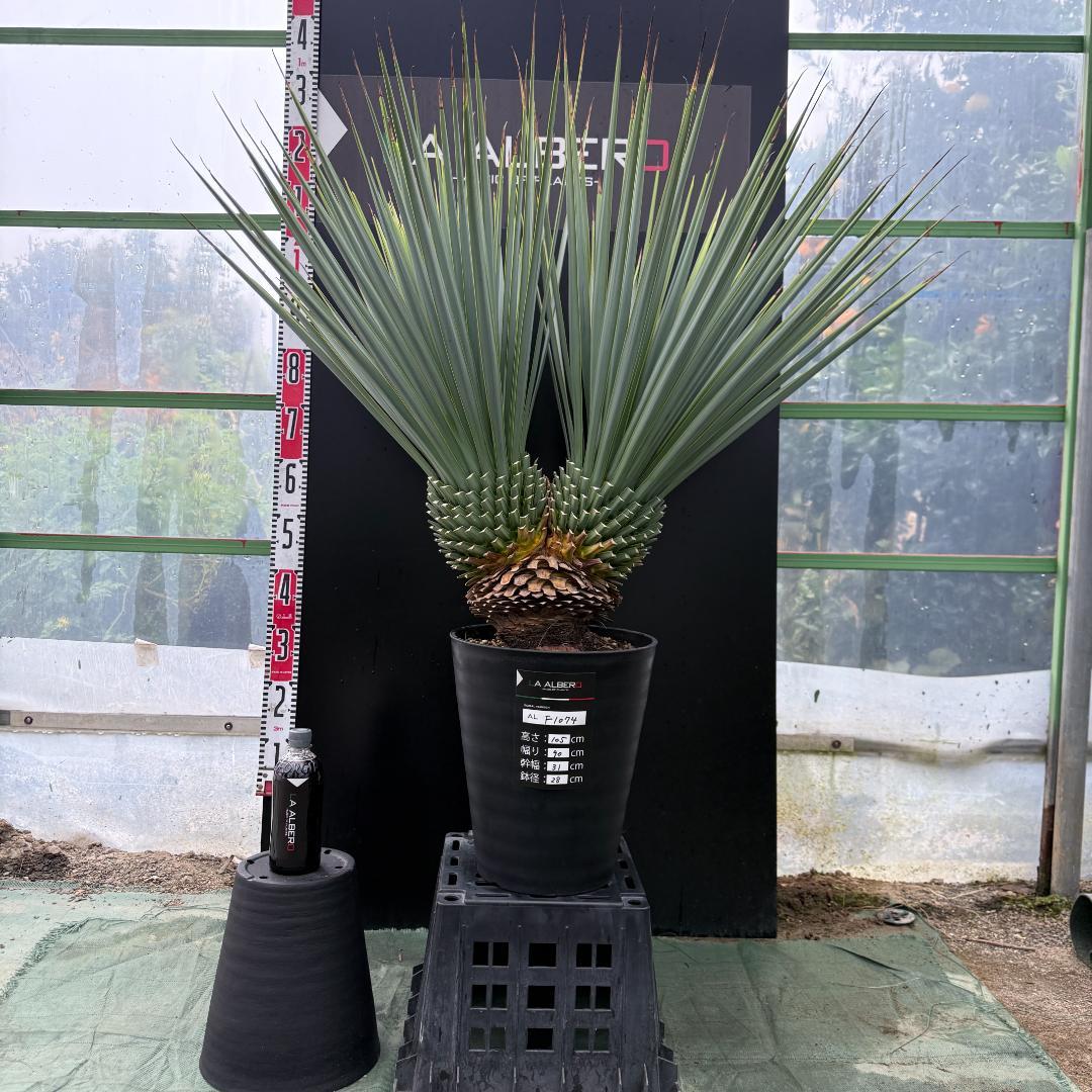 【AL-F1074】ユッカ　LA ALBERO　Ver.リギダ　頂上分頭　極上