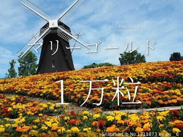 天然マリーゴールドの花種、大量１万粒＋粗品＋全国匿名送料無料