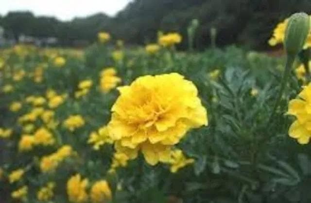 天然マリーゴールドの花種、大量１万粒＋粗品＋全国匿名送料無料