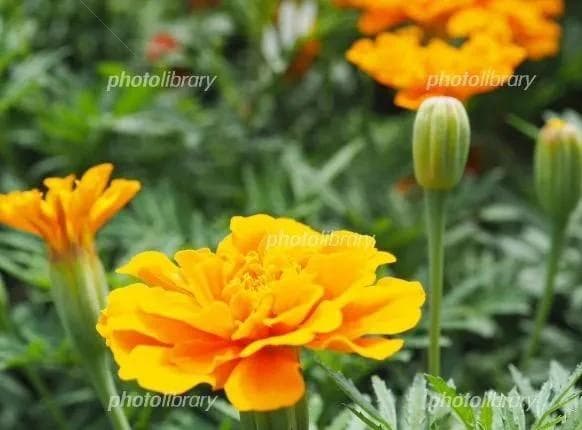 天然マリーゴールドの花種、大量１万粒＋粗品＋全国匿名送料無料