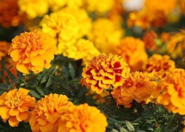 天然マリーゴールドの花種、大量１万粒＋粗品＋全国匿名送料無料