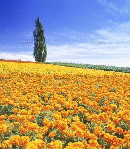 天然マリーゴールドの花種、大量１万粒＋粗品＋全国匿名送料無料