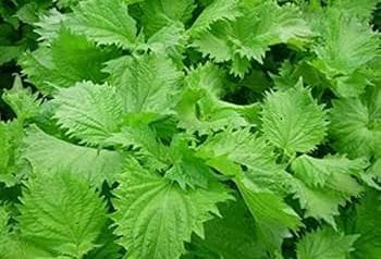 天然マリーゴールドの花種、大量１万粒＋粗品＋全国匿名送料無料