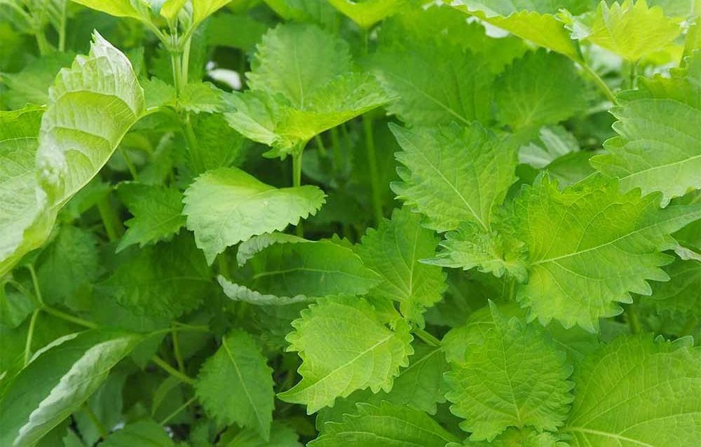 天然マリーゴールドの花種、大量１万粒＋粗品＋全国匿名送料無料