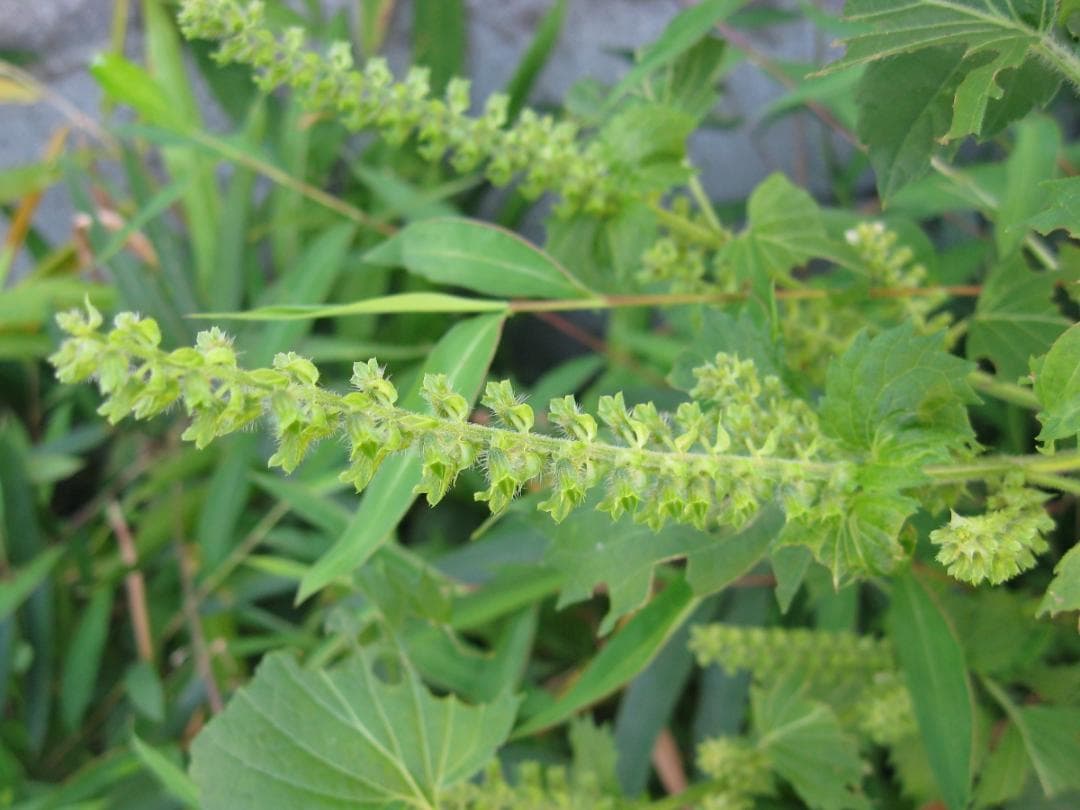 天然マリーゴールドの花種、大量１万粒＋粗品＋全国匿名送料無料