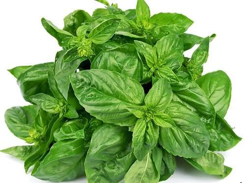 天然マリーゴールドの花種、大量１万粒＋粗品＋全国匿名送料無料