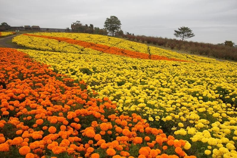 天然マリーゴールドの花種、大量１万粒＋粗品＋全国匿名送料無料