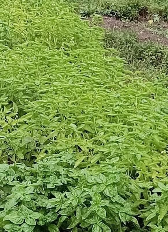 天然マリーゴールドの花種、大量１万粒＋粗品＋全国匿名送料無料