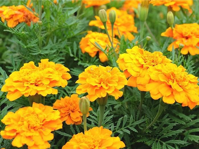 天然マリーゴールドの花種、大量１万粒＋粗品＋全国匿名送料無料