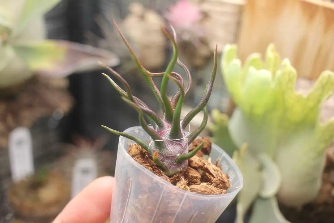 チランジア　ブルボーサ　タイニーダンサー　Bulbosa tiny dancer