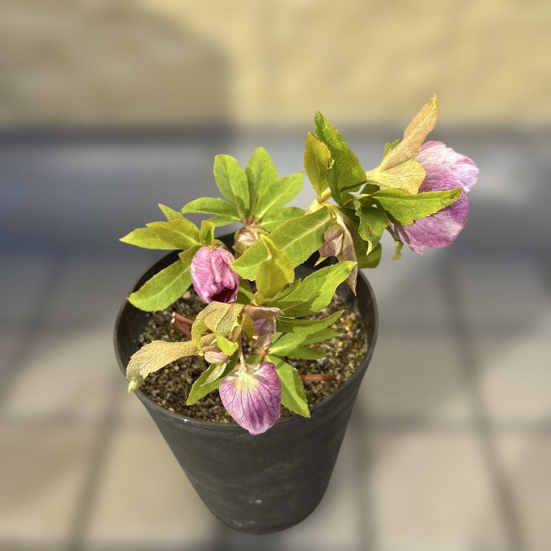 広瀬園芸　クリスマスローズ　ストロベリーオーレア　白抜け　開花株　匿名発送