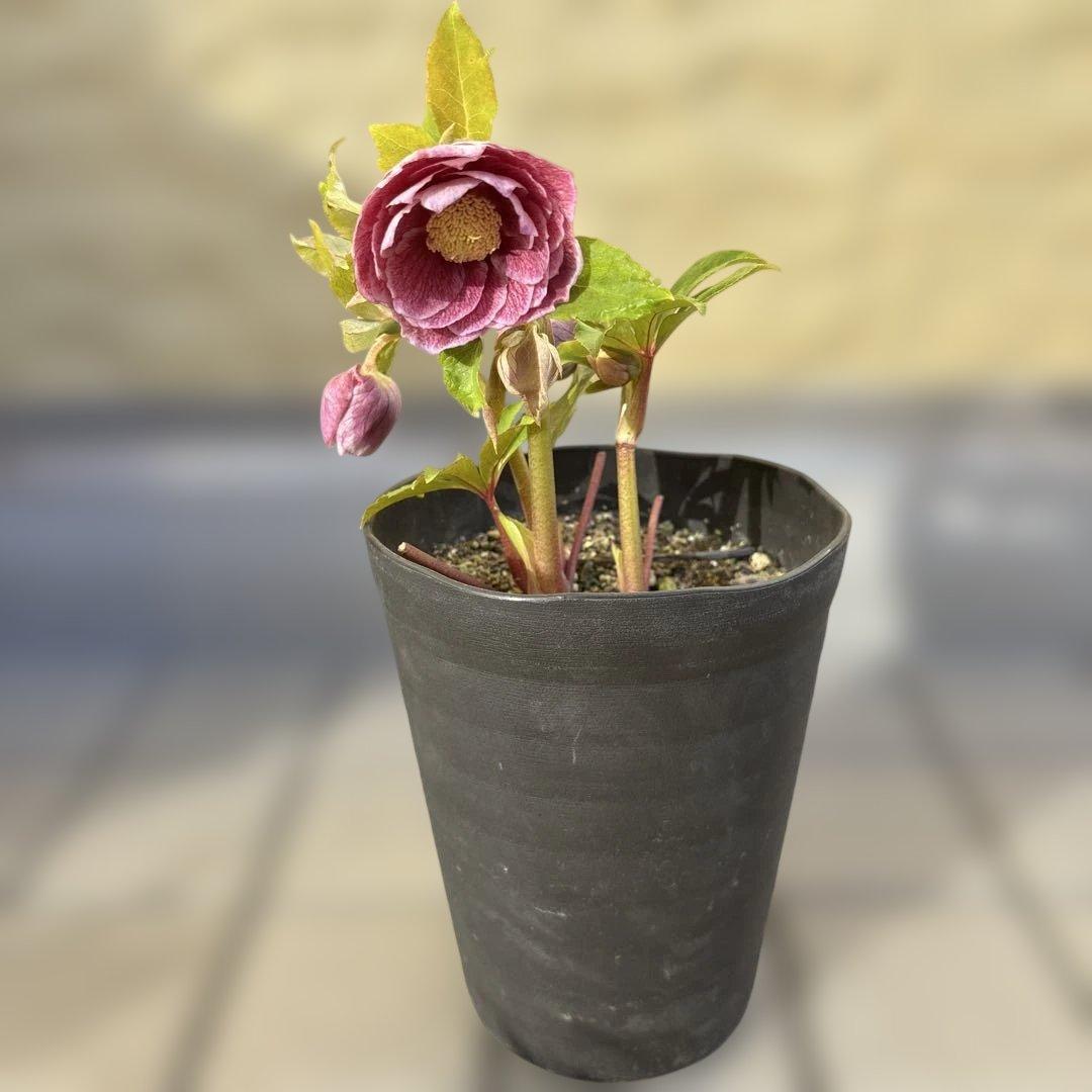 広瀬園芸　クリスマスローズ　ストロベリーオーレア　白抜け　開花株　匿名発送