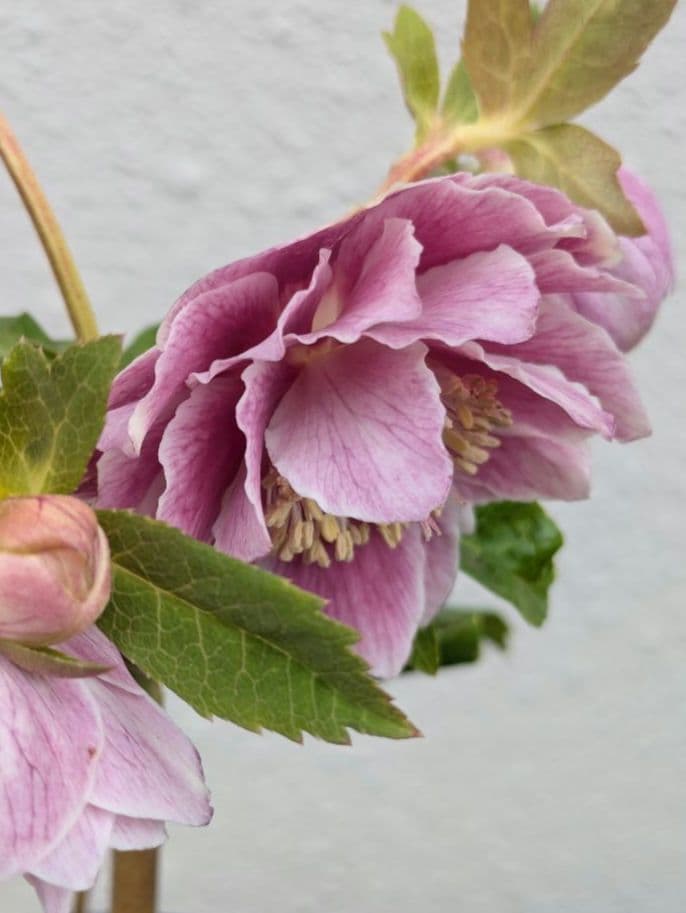 広瀬園芸 クリスマスローズ アンティークオーレアddピンクベイン 鮮やかな白覆輪