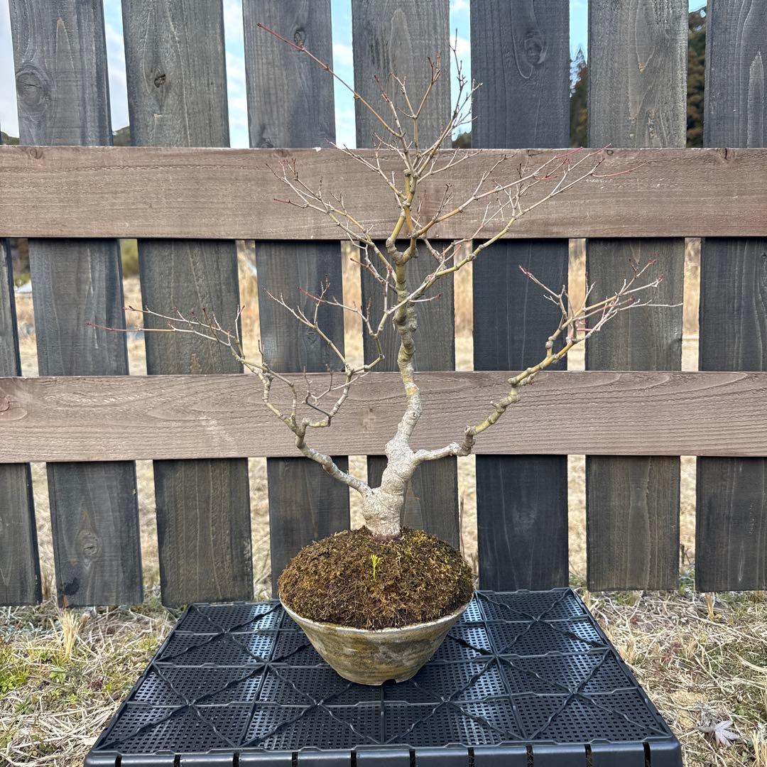 山もみじ　盆栽