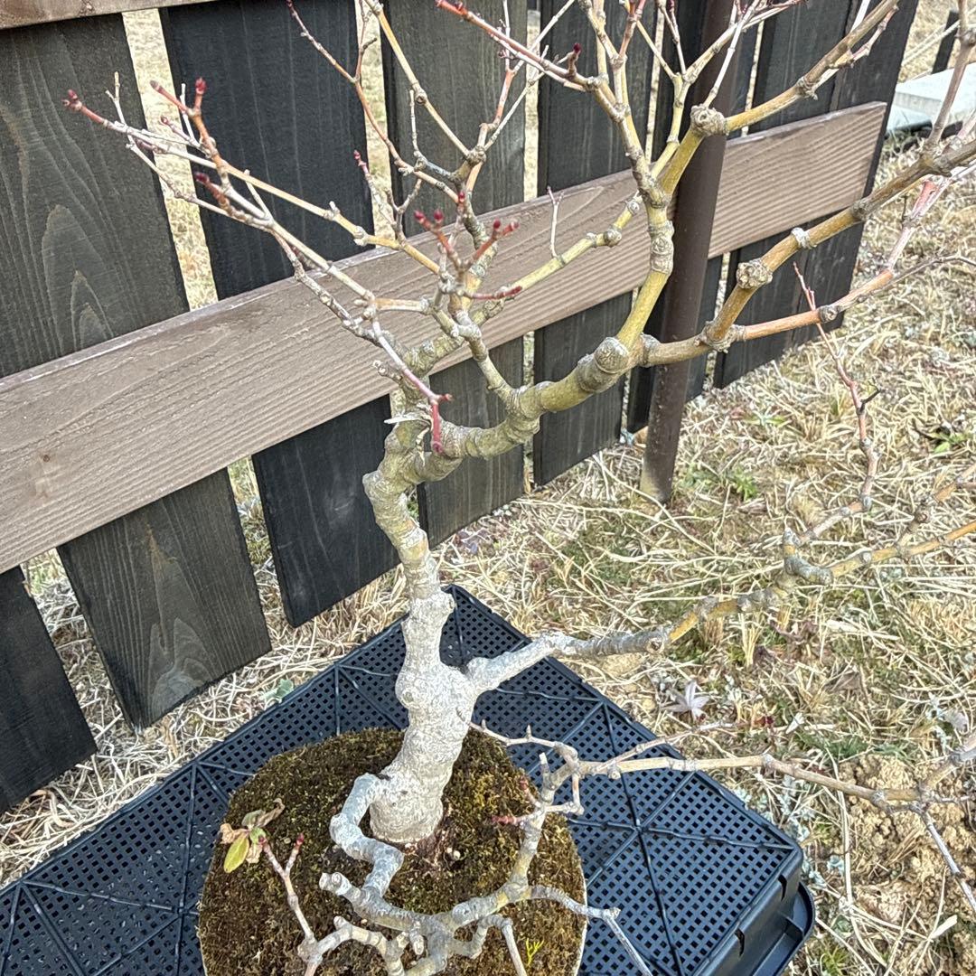 山もみじ　盆栽