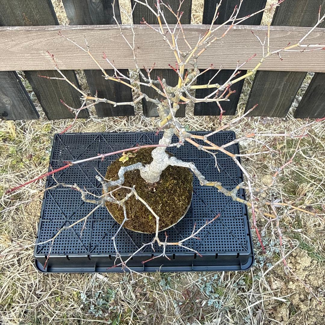 山もみじ　盆栽