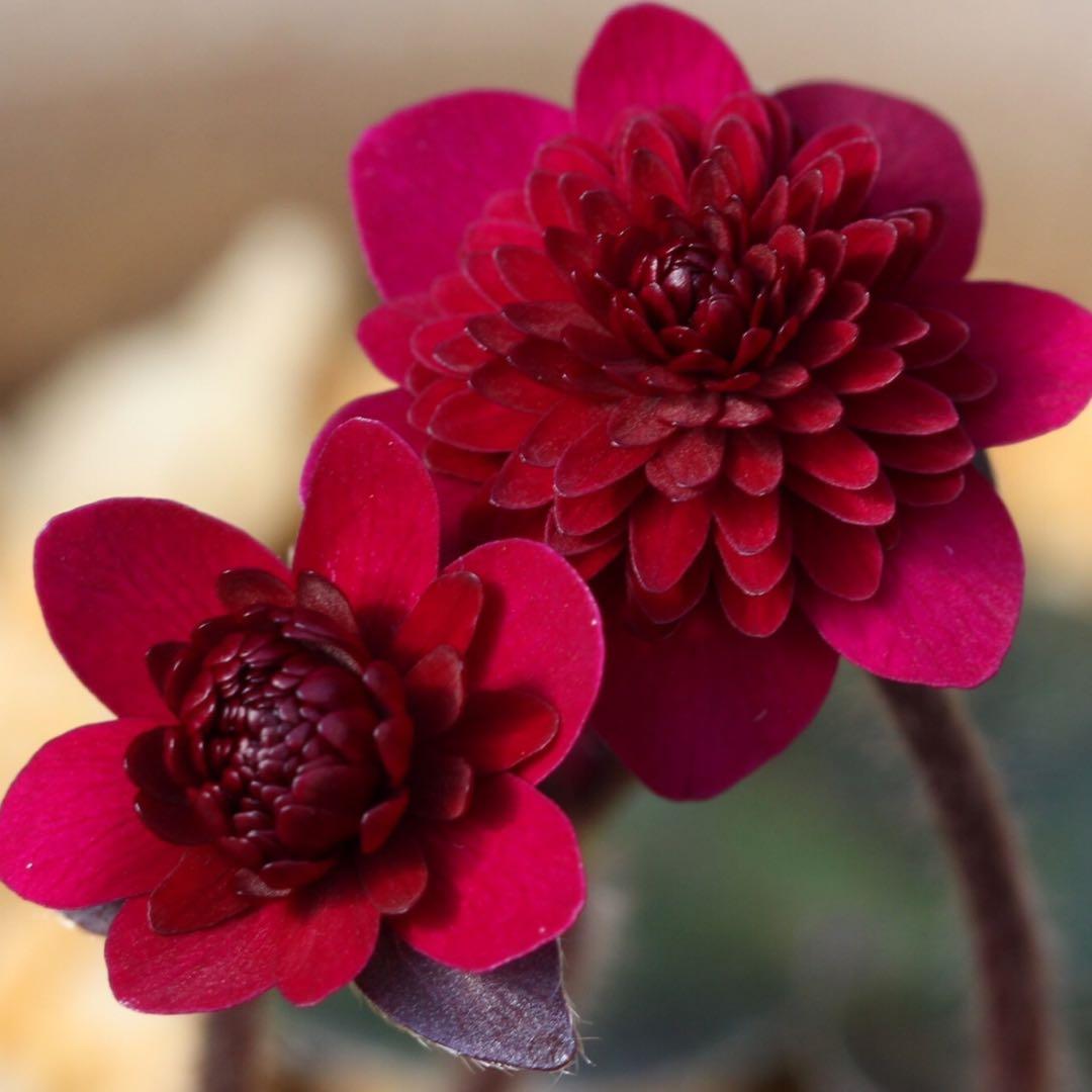 鴉*羽様 「紅重」（ベニガサネ）　オリジナル千重咲き