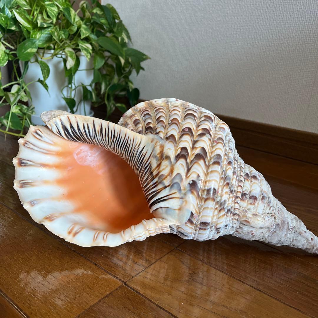 法螺貝　ほら貝　貝殻　インテリア　置物