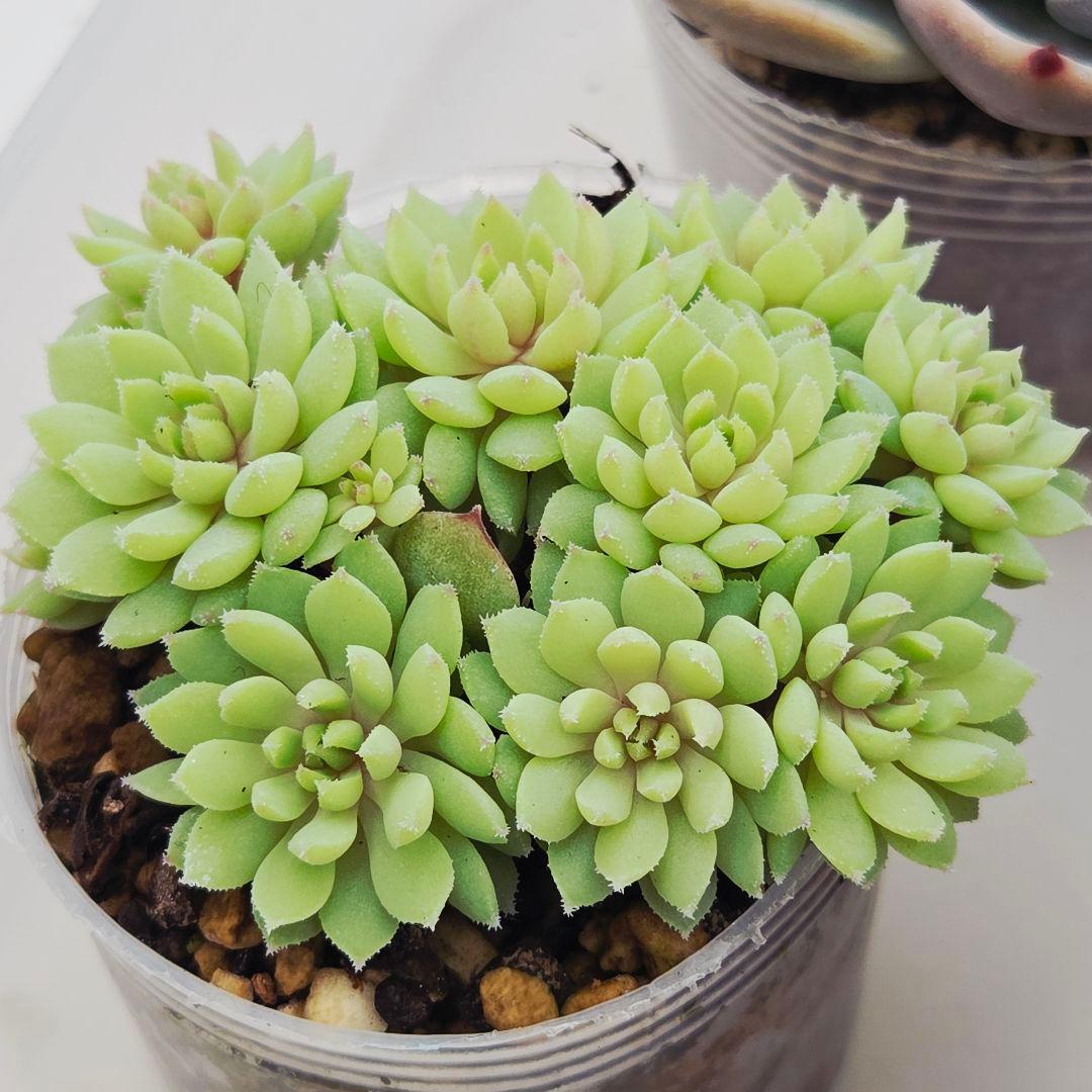 ㉖大きめ苗青鬼❣️ちょこん❣️そわそわ❣️おらいさん発根済 6苗メルカリ送料込