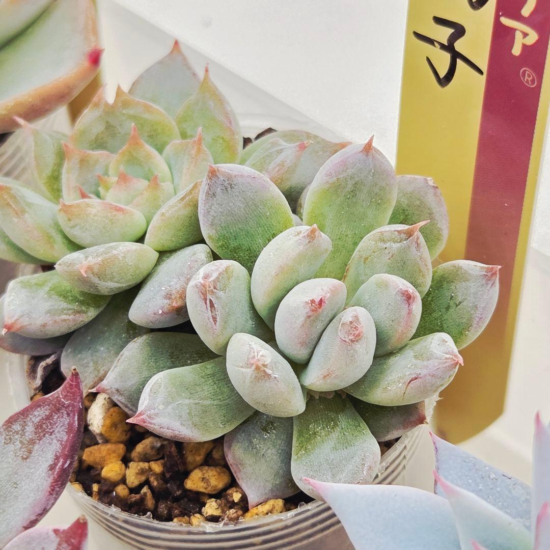 ㉖大きめ苗青鬼❣️ちょこん❣️そわそわ❣️おらいさん発根済 6苗メルカリ送料込