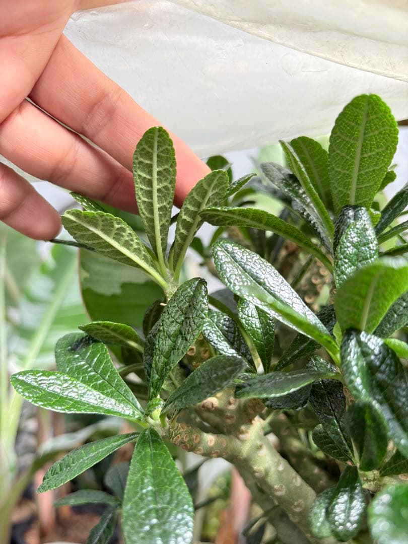 ドルステニア ギガス　大株