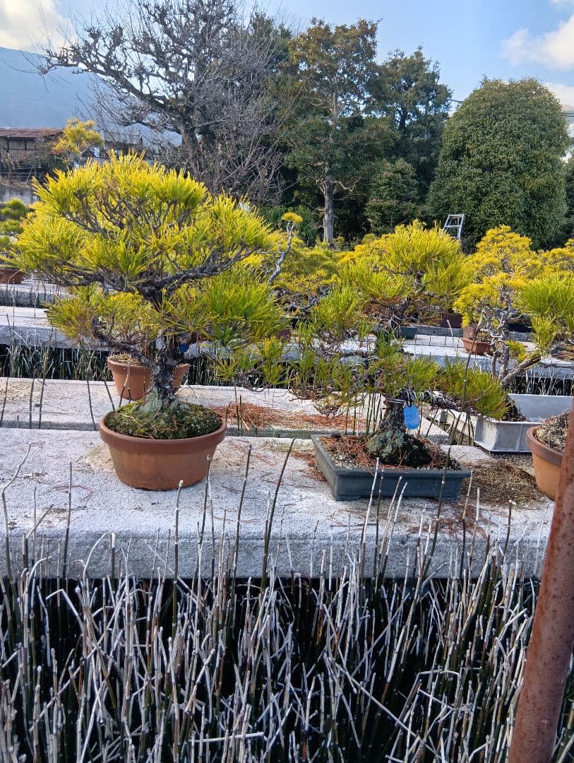 あうん黒松（かなり年数持ち込み古い）