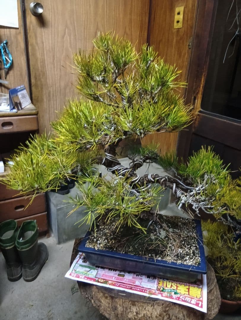 あうん黒松（かなり年数持ち込み古い）