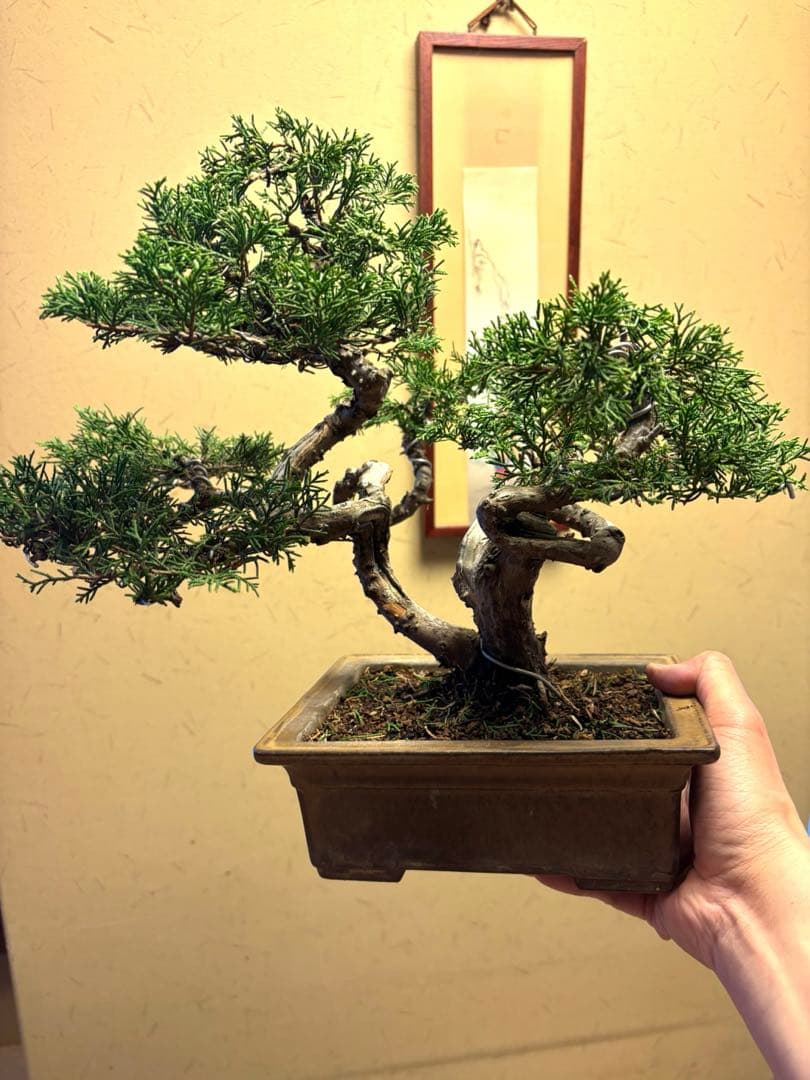 真柏盆栽‼️バランスが良いです！