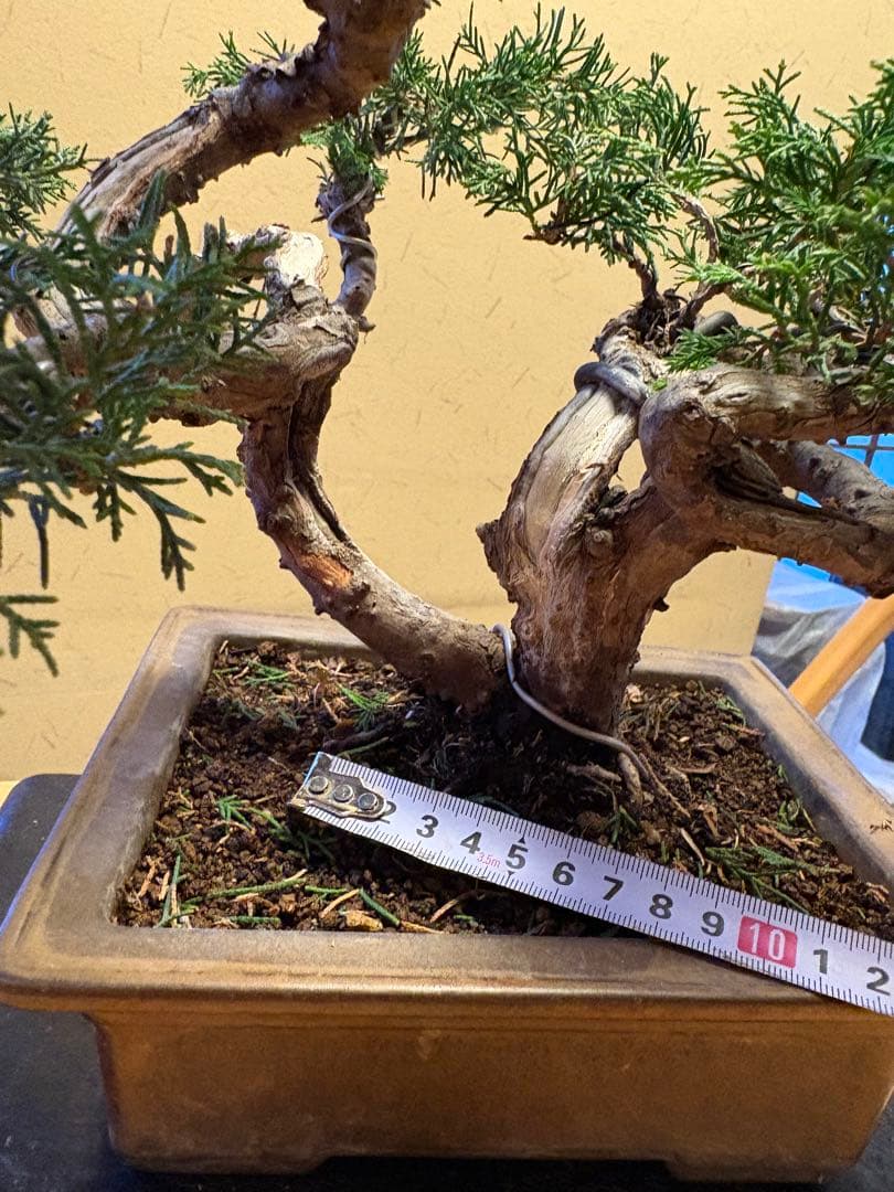 真柏盆栽‼️バランスが良いです！