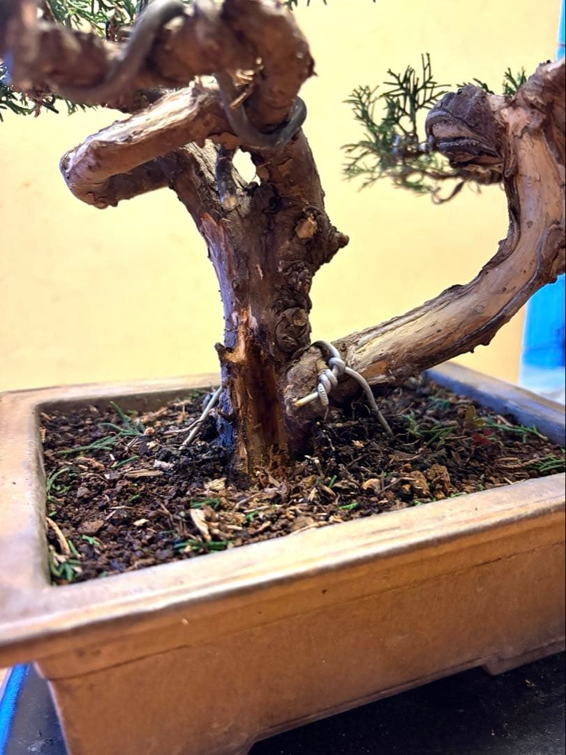 真柏盆栽‼️バランスが良いです！