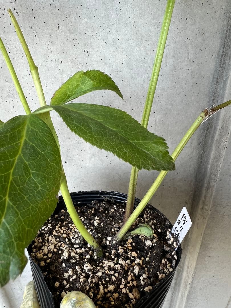 バ*カ様 クリスマスローズ　苗　桜利休かすり　株分け