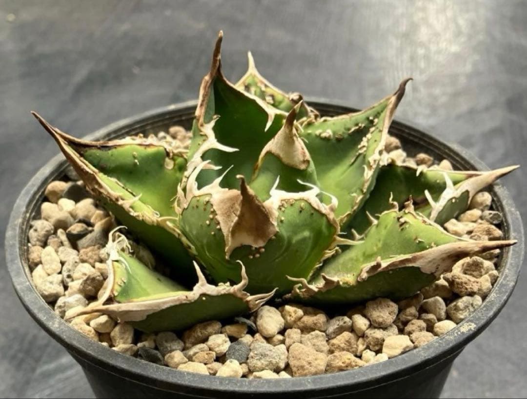 チタノタ　クチバシスタッズ　子株　ブツブツagave titanota