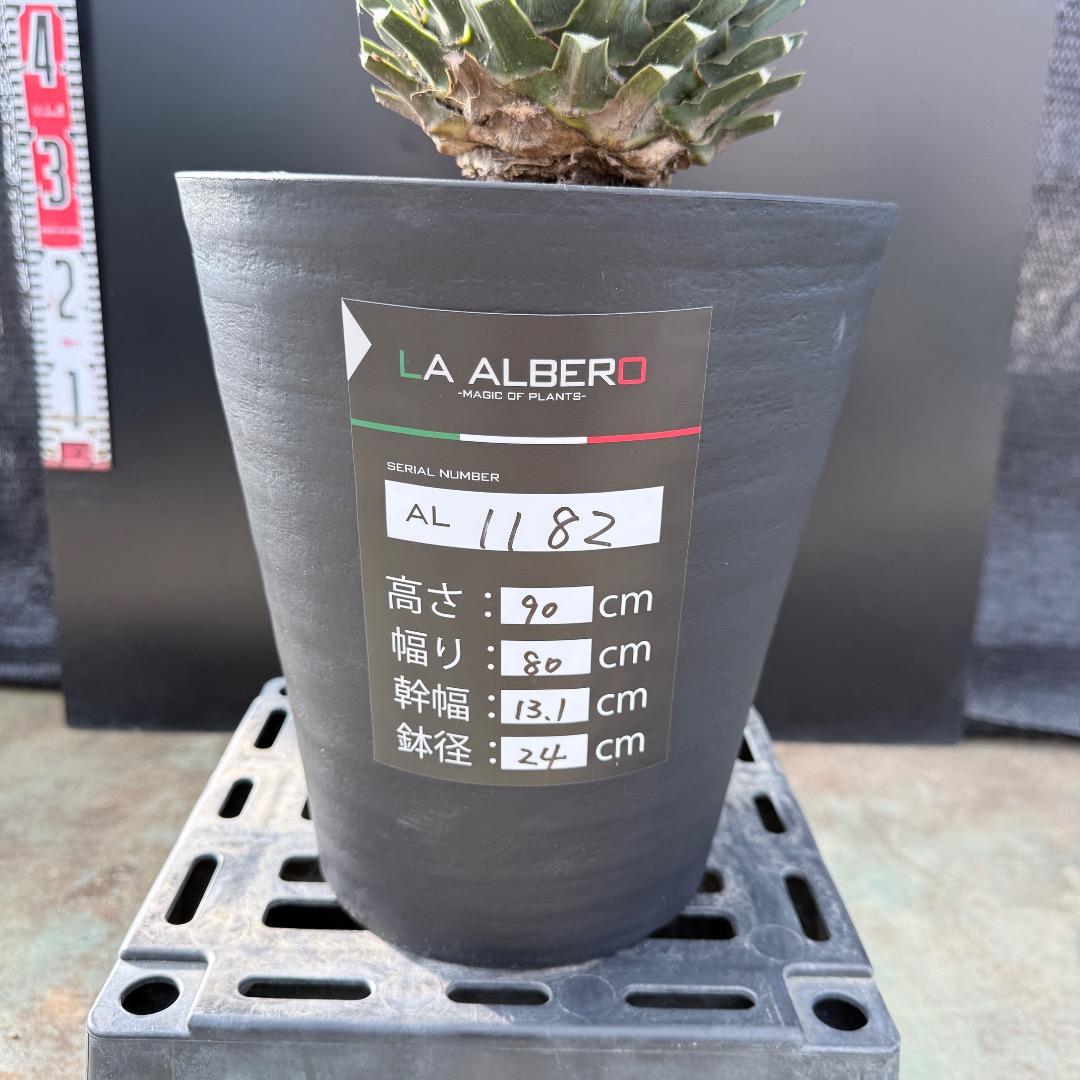 【AL1182】ユッカ　リギダ