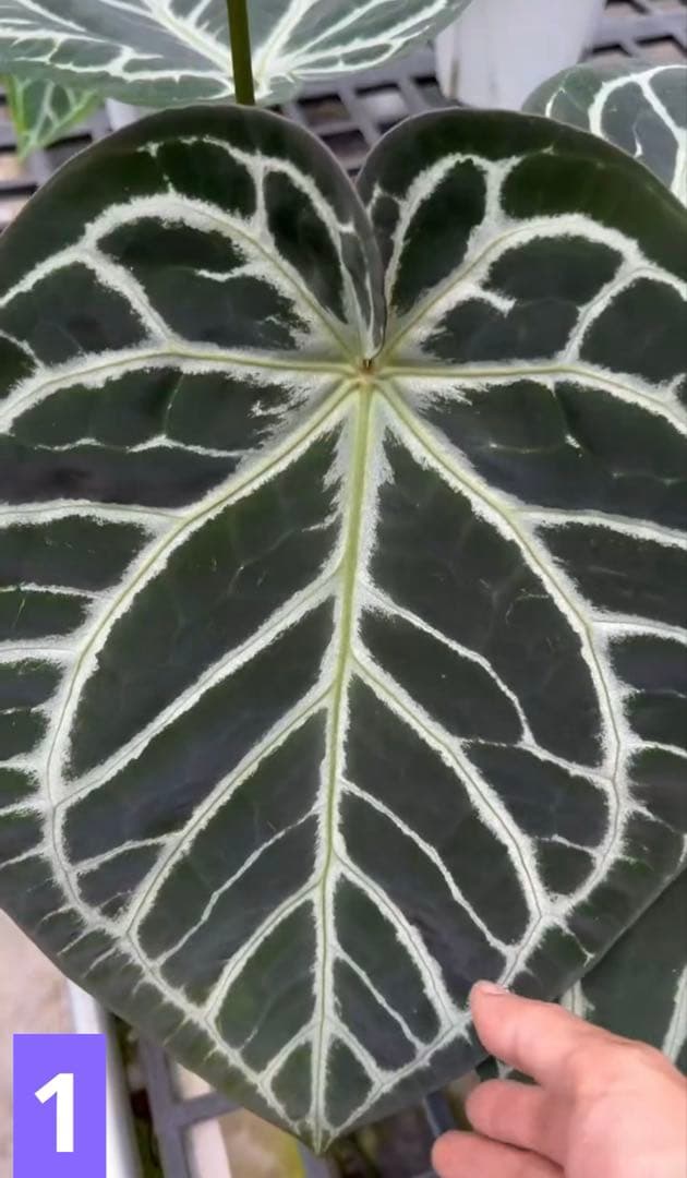 アンスリウム　レッドクリスタリナムxSKGシルバー　大株　親株級