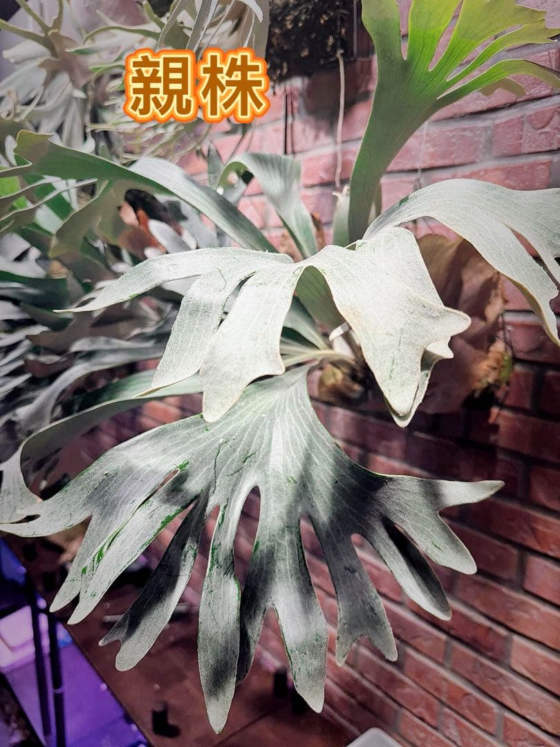 ビカクシダ　White Hilli spore ホワイト　ヒリー