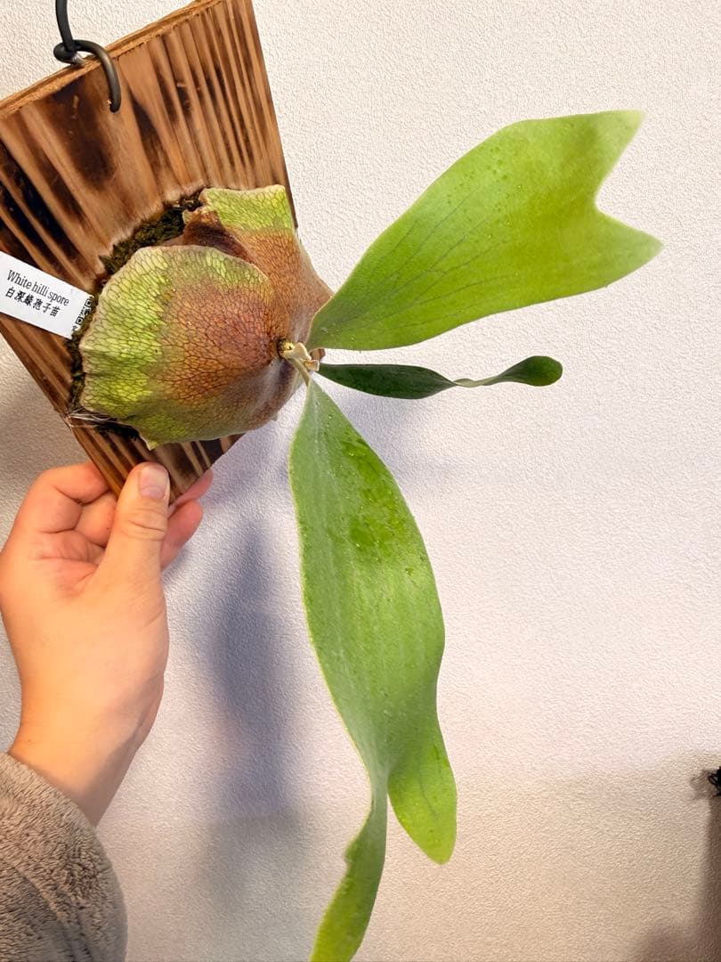 ビカクシダ　White Hilli spore ホワイト　ヒリー