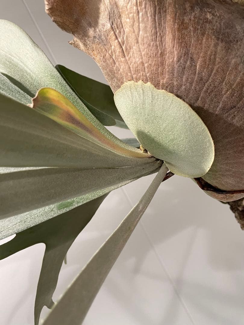 タグ付P. FSQ vp#5 ‘In Flames’ ビカクシダ　Vandaka